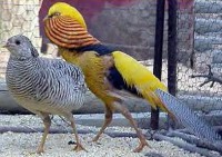 /album/fais%c3%b5es/a1-fais%c3%a3o-canario-jpg/